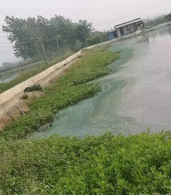 不同塘口环境河蟹翻倍率图片对比以及蓝藻处理方案