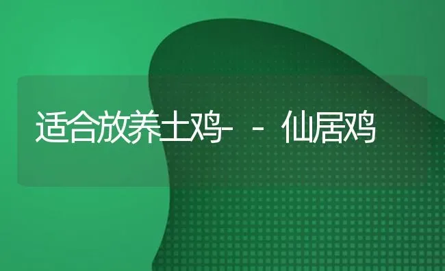 适合放养土鸡--仙居鸡 | 家禽养殖