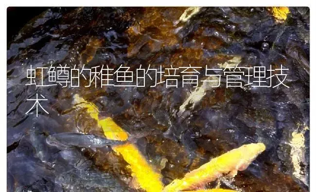 虹鳟的稚鱼的培育与管理技术 | 淡水养殖