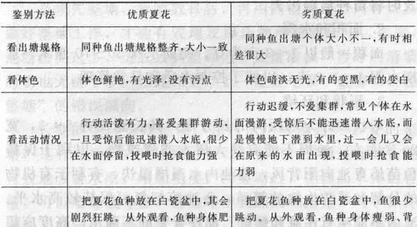 如何分辨草鱼苗与草鱼鱼种的质量？