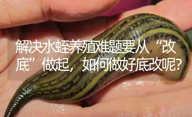 解决水蛭养殖难题要从“改底”做起，如何做好底改呢？ | 特种养殖