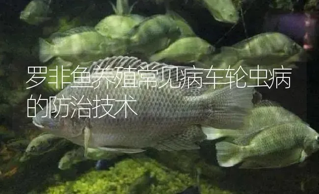 罗非鱼养殖常见病车轮虫病的防治技术 | 淡水养殖