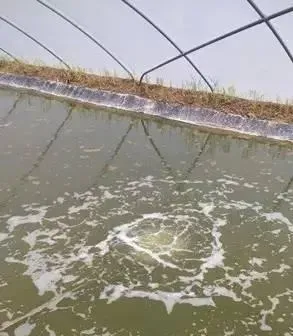温棚南美白对虾池水色浓绿的原因及应对措施