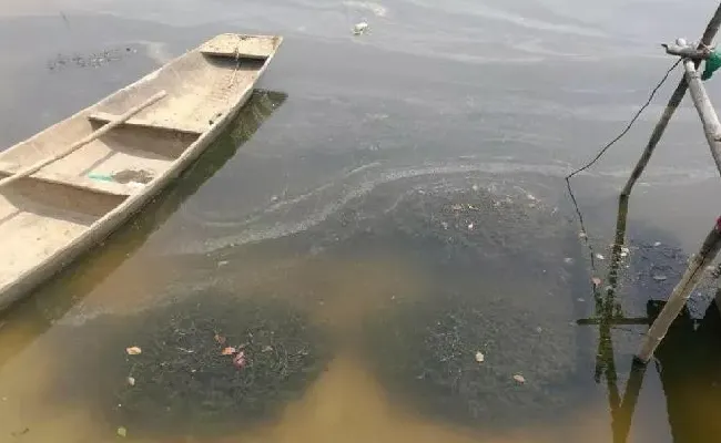 华支睾吸虫(肝吸虫病)感染，将是5月份虾蟹大量偷死的隐形杀手