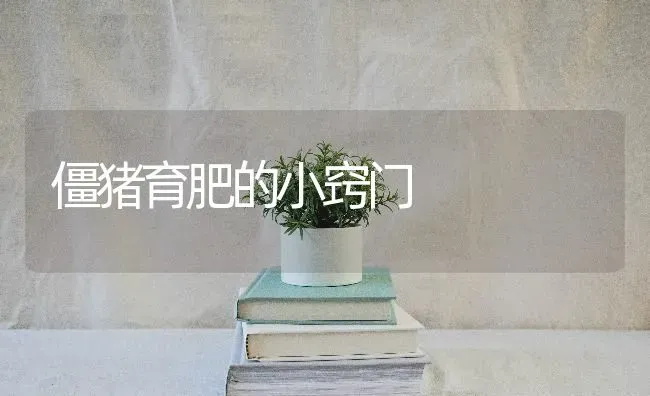 僵猪育肥的小窍门 | 家畜养殖