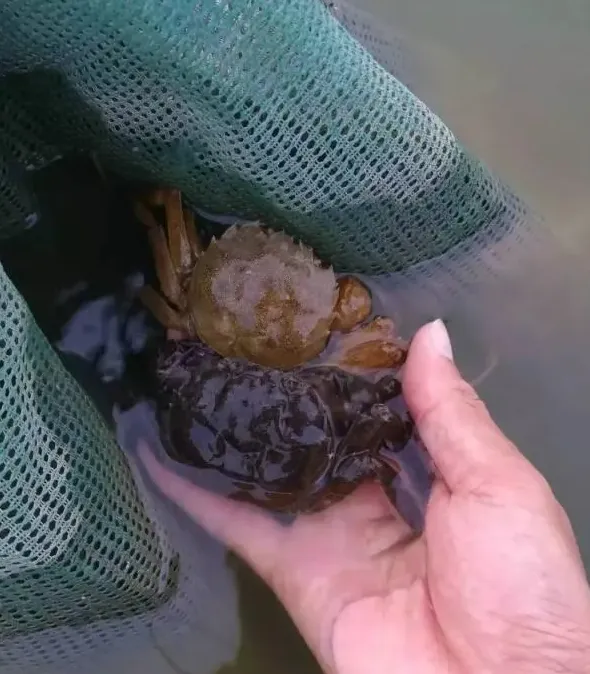 不同塘口环境河蟹翻倍率图片对比以及蓝藻处理方案