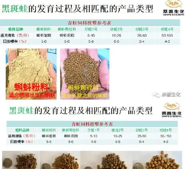 黑斑蛙的变态发育一般要多少天？经历哪些生长阶段？人工饲养中我们要注意哪些工作？