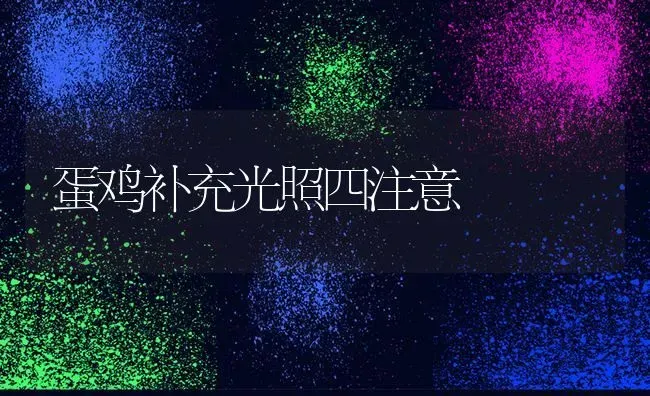 蛋鸡补充光照四注意 | 家禽养殖