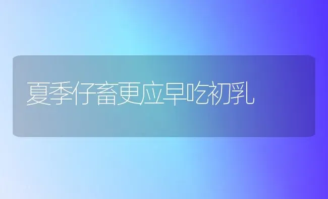 夏季仔畜更应早吃初乳 | 家畜养殖