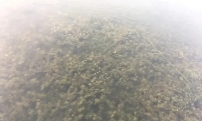 虾塘里的小龙虾不进地笼的原因分析