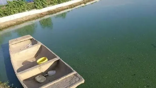 不同塘口环境河蟹翻倍率图片对比以及蓝藻处理方案