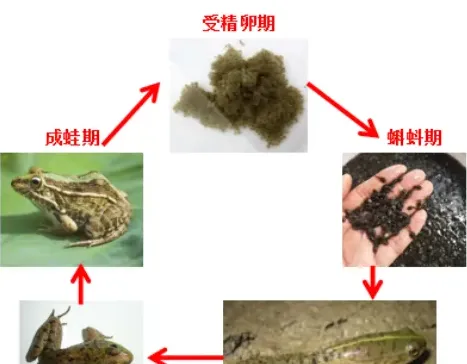 黑斑蛙的变态发育一般要多少天？经历哪些生长阶段？人工饲养中我们要注意哪些工作？