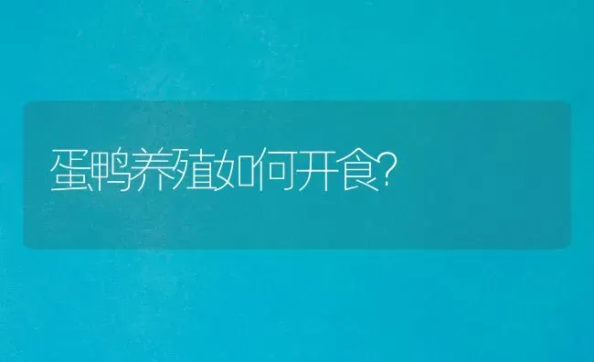 蛋鸭养殖如何开食？ | 家禽养殖