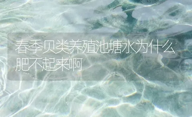 春季贝类养殖池塘水为什么肥不起来啊 | 动物养殖百科