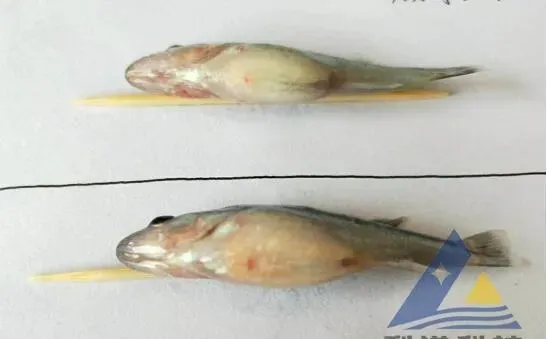 加州鲈鱼苗打转、死亡，脑、眼部检出弹状病毒