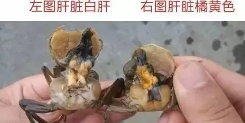 河蟹白肝花肝如何处理？