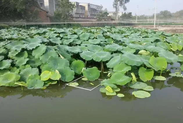 泥鳅养殖模式有哪些，看哪种更加适合你？