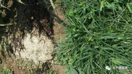 高温引起黄鳝的死亡，少量的加水换水没效果