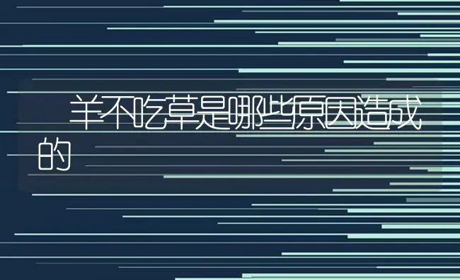 羊不吃草是哪些原因造成的 | 家畜养殖