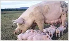 猪的生活习性和形态特征 | 动物饲养方法