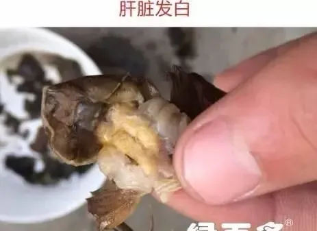 河蟹白肝花肝如何处理？