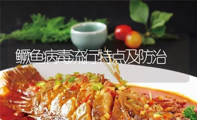 鳜鱼病毒流行特点及防治 | 淡水养殖