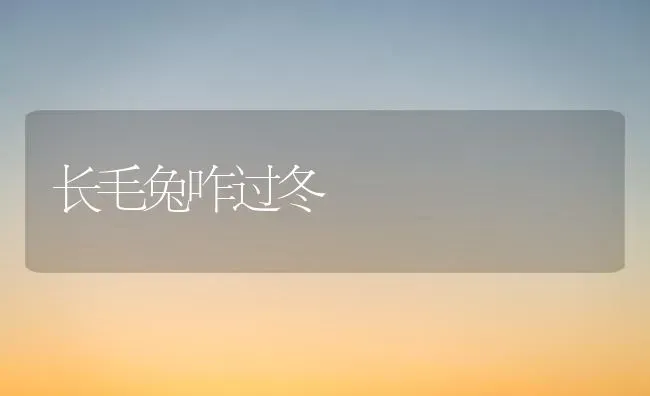 长毛兔咋过冬 | 家畜养殖