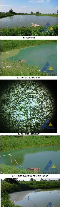 鱼蚌混养池塘蓝藻的处理