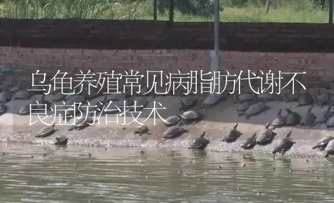 乌龟养殖常见病脂肪代谢不良症防治技术 | 淡水养殖