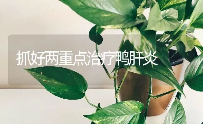 抓好两重点治疗鸭肝炎 | 家禽养殖