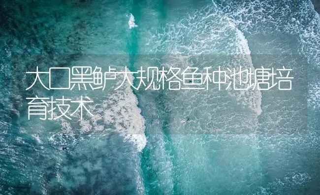 大口黑鲈大规格鱼种池塘培育技术 | 淡水养殖