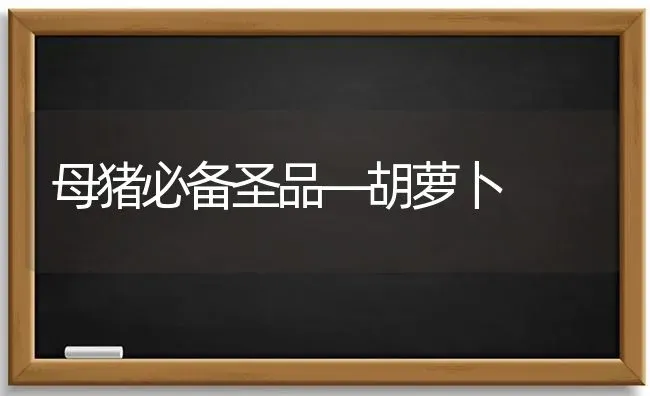 母猪必备圣品—胡萝卜 | 家畜养殖