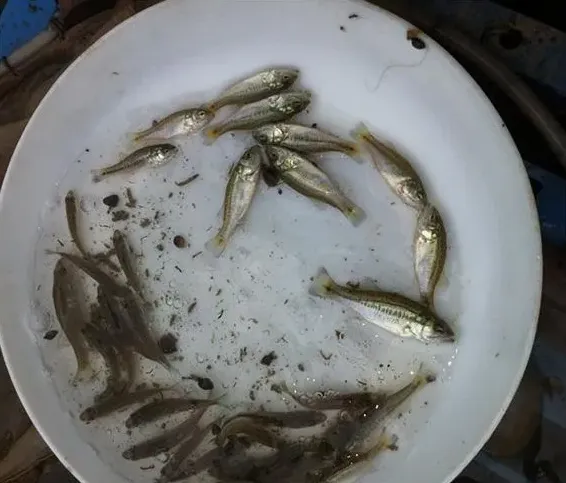 加州鲈鱼苗拖便的原因 怎样治疗效果好 | 养殖疾病大全