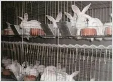 肉兔短期增肥技巧 | 动物养殖知识