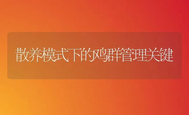 散养模式下的鸡群管理关键 | 家禽养殖