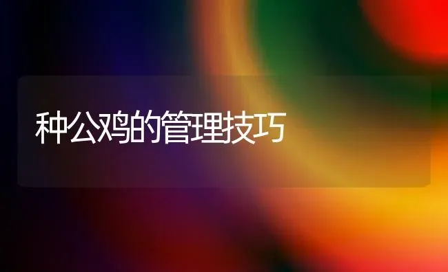 种公鸡的管理技巧 | 家禽养殖