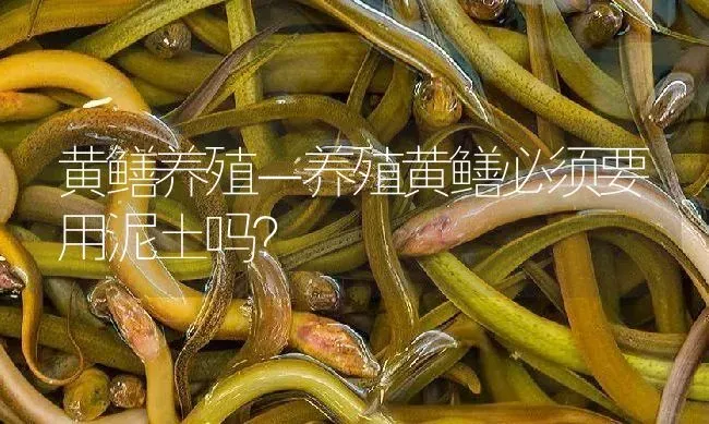 黄鳝养殖－养殖黄鳝必须要用泥土吗？ | 淡水养殖