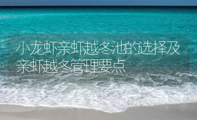 小龙虾亲虾越冬池的选择及亲虾越冬管理要点 | 海水养殖