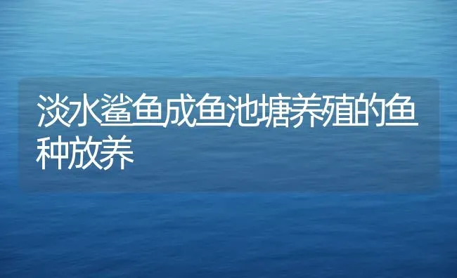 淡水鲨鱼成鱼池塘养殖的鱼种放养 | 特种养殖