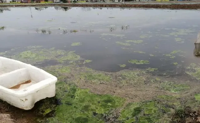 养殖户使用青苔药引起的虾蟹死亡，责任在哪？