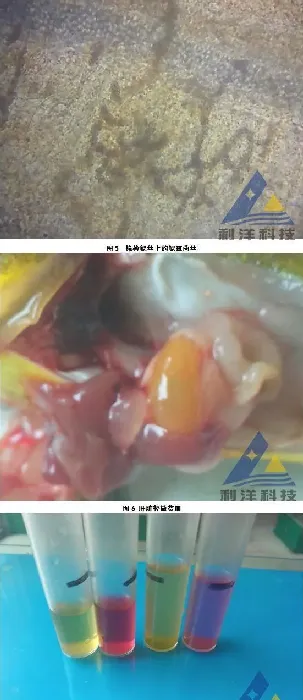 黄颡鱼鳃霉病少量死亡