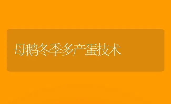 母鹅冬季多产蛋技术 | 家禽养殖