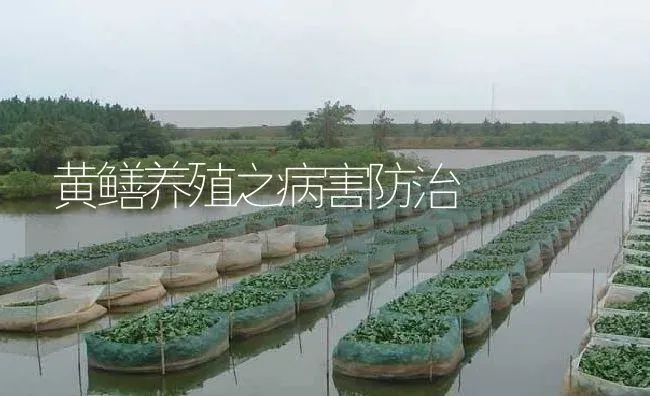 黄鳝养殖之病害防治 | 淡水养殖