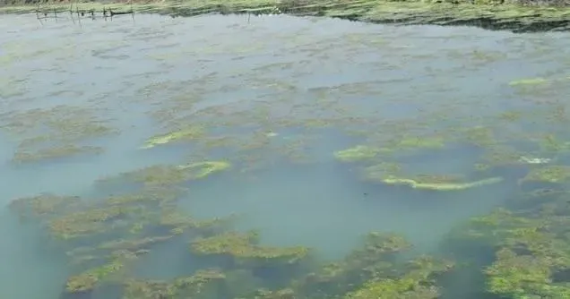 生物解毒剂处理南美白对虾塘底部泥皮方案