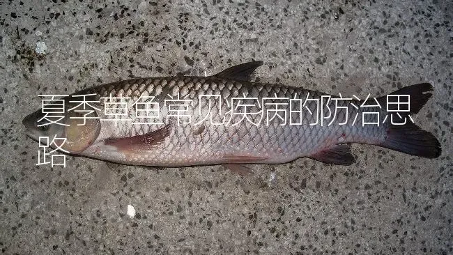 夏季草鱼常见疾病的防治思路 | 淡水养殖