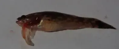 下雨降温，笋壳鱼虹彩病毒病暴发