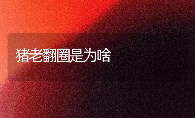猪老翻圈是为啥 | 家畜养殖