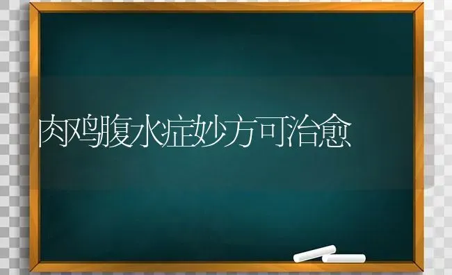 肉鸡腹水症妙方可治愈 | 家禽养殖