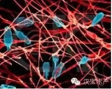 水产养殖过程中六种常见微生态制剂简介