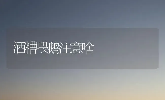 酒糟喂鹅注意啥 | 家禽养殖